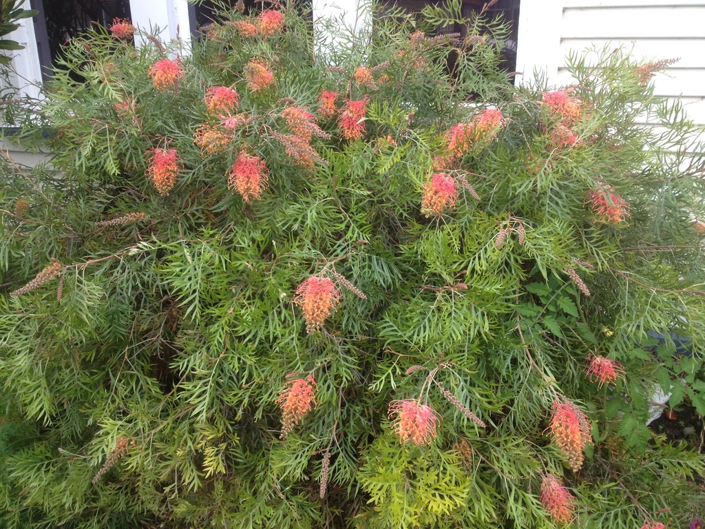 Form of cultivar in New Zealand