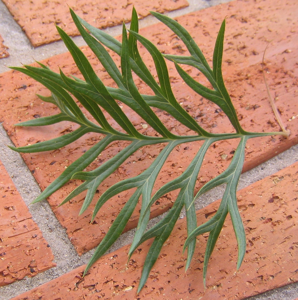 G. superb leaf detail