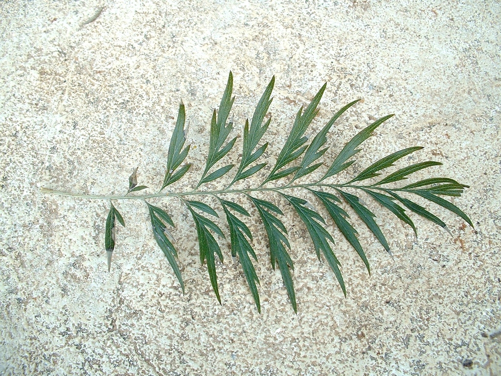 G. robusta leaf detail