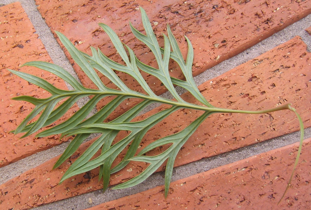 G. superb underside of leaf