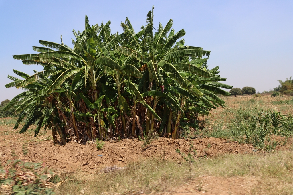 Plantain grove in September in TA Mkhumba, Malawi