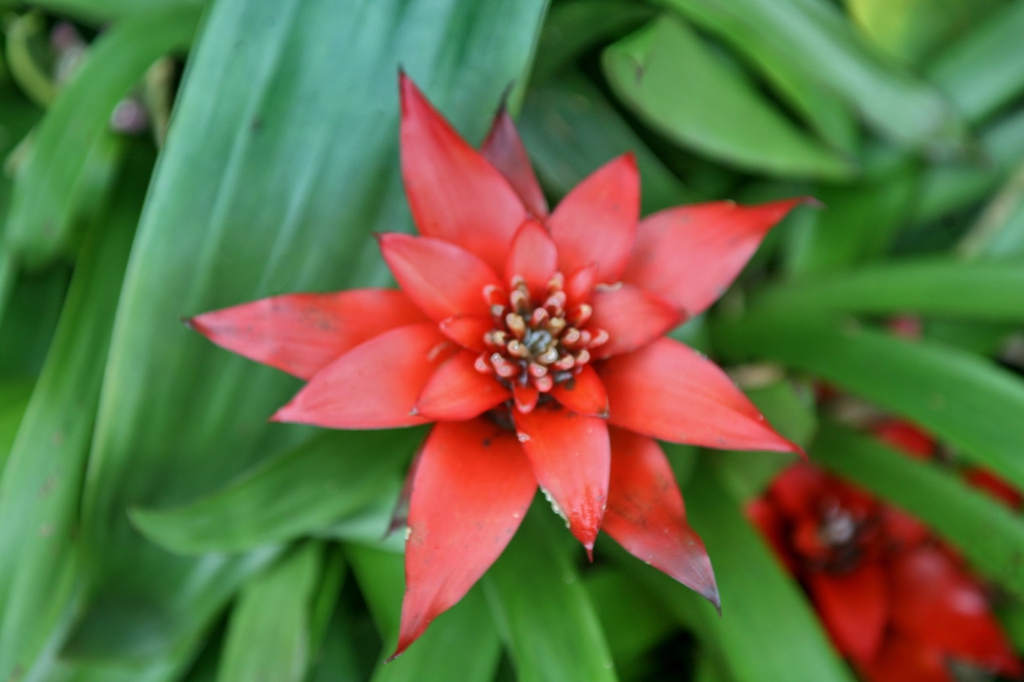 Guzmania lingulata