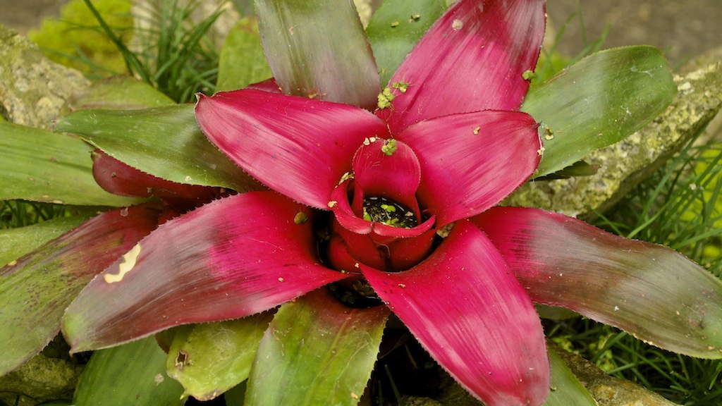 Guzmania lingulata