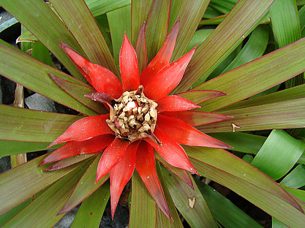 Guzmania lingulata