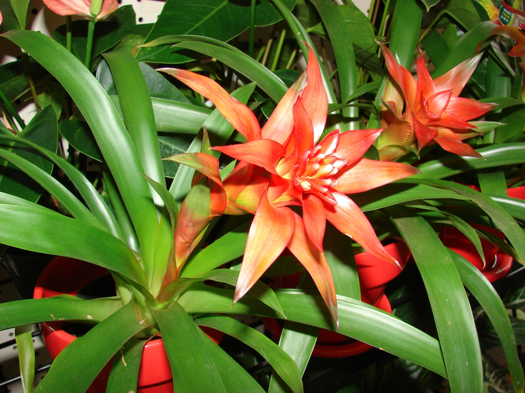 Guzmania lingulata