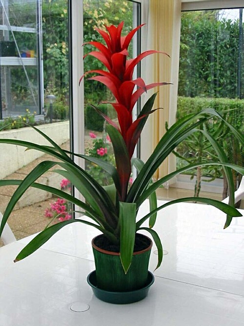 Plant growing in a pot