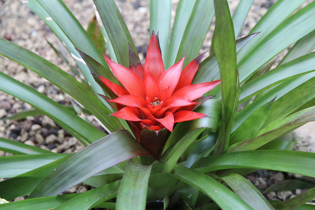 Form
