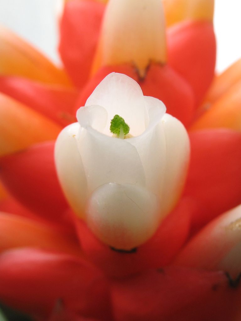 Flower close up