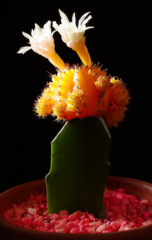 Grafted plant with a single white flower from the upper part.