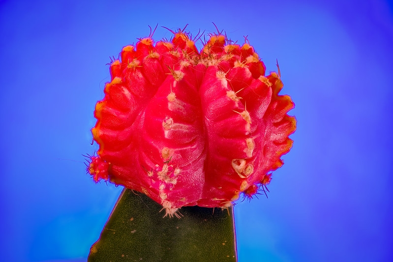 Close-up of a red Gymno scion grafted onto a green stock.