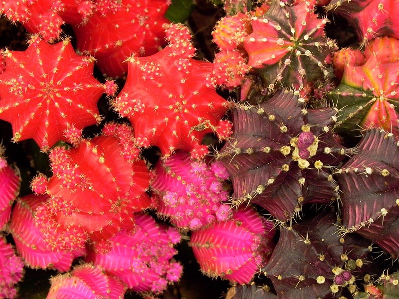 Gymnos in various colors (not green).