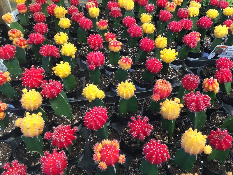 Dozens of grafted plants in several colors for sale at Home Dep.