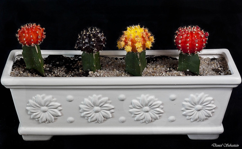 Grafted plants of different colors in a rectangular planter.