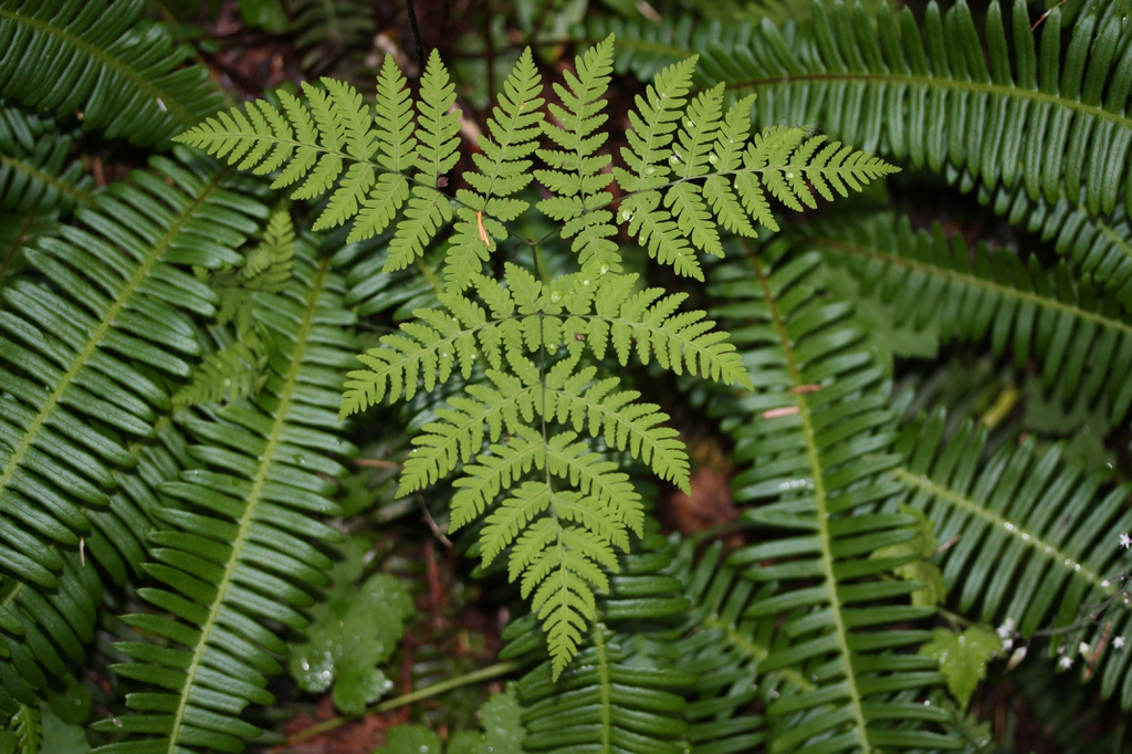 Dryopteris