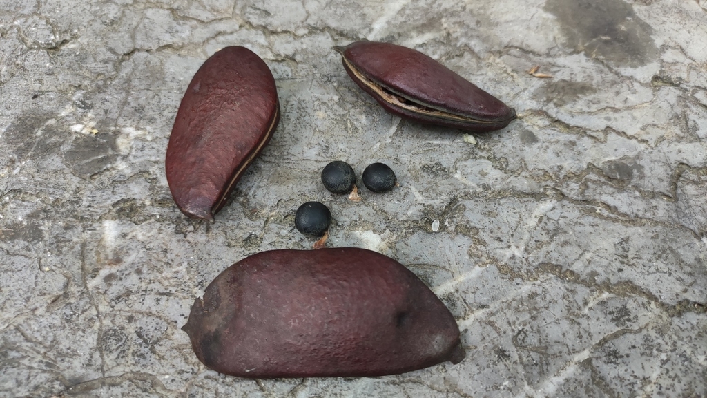 Brown pods and black seed