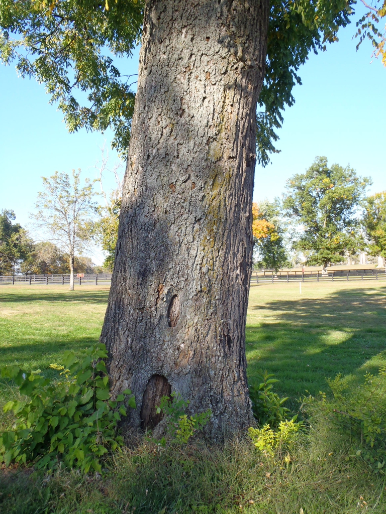 Bark