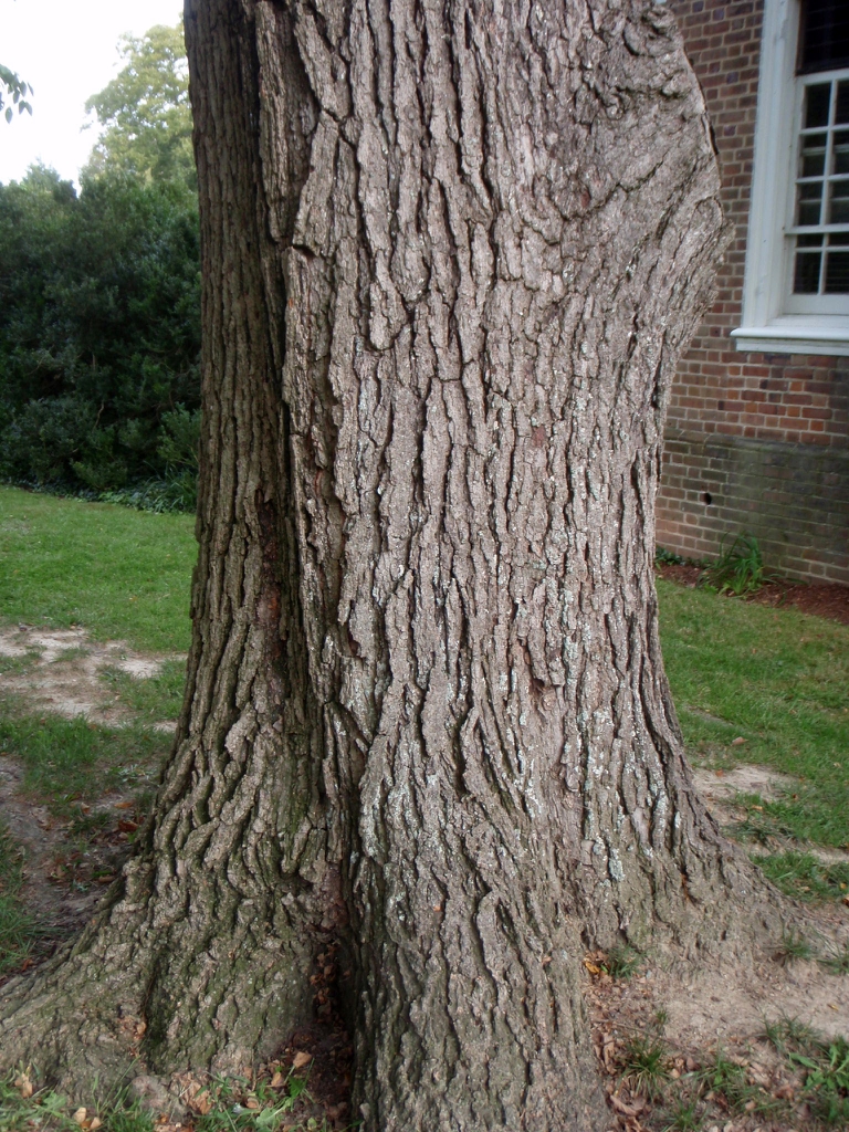 Bark Close-up