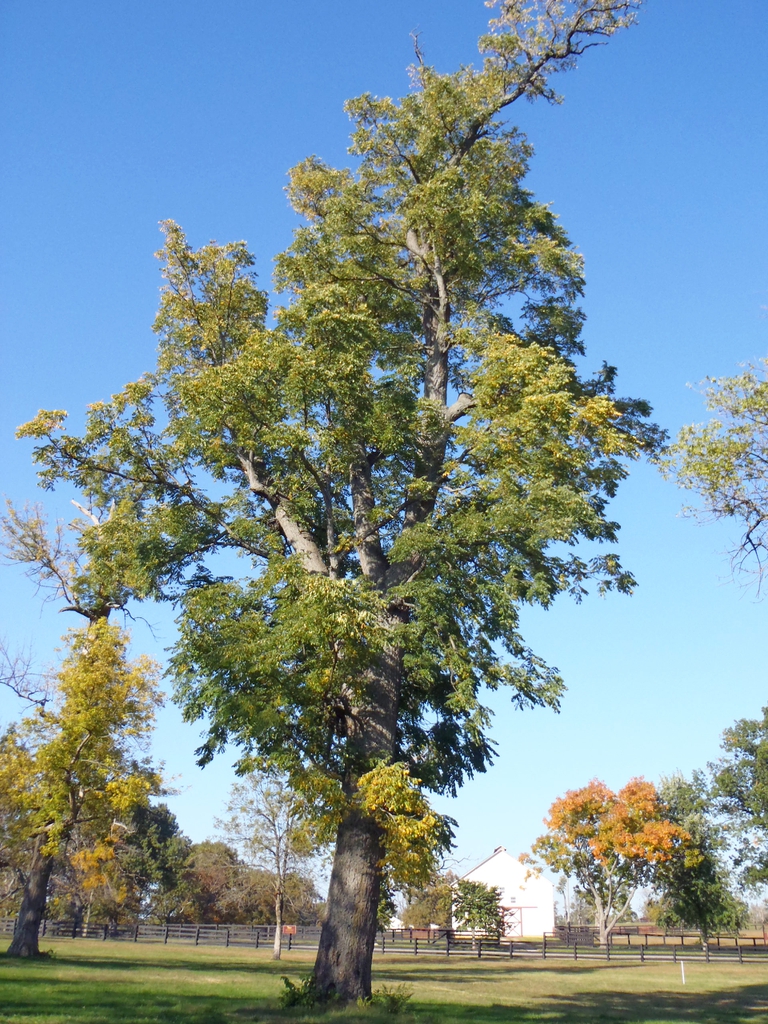 Form