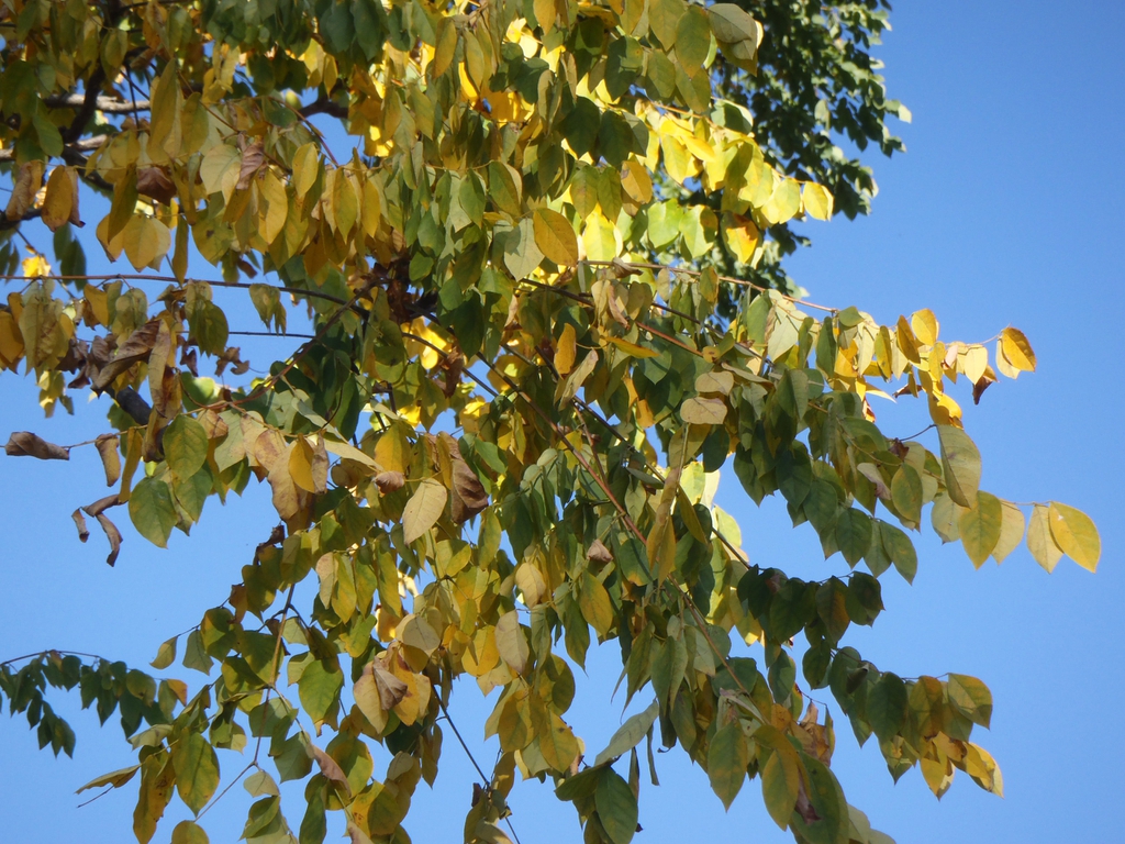 Leaf