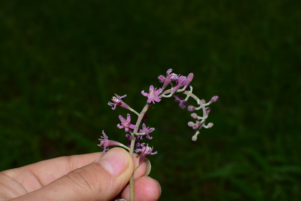 Lavender flowers