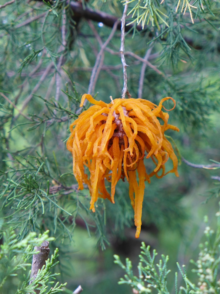 Shoot of juniper with a large, orange gall hanging from shoot.