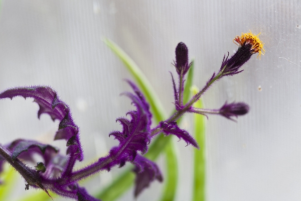 Gynura aurantiaca