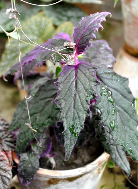 Growing in a pot
