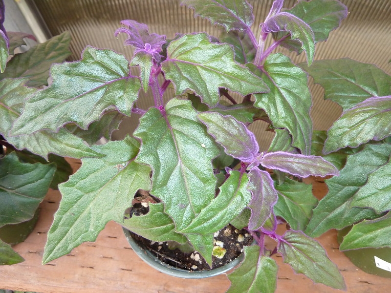 Pale green leaves covered with purple hairs.