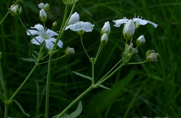Gypsophila elegans