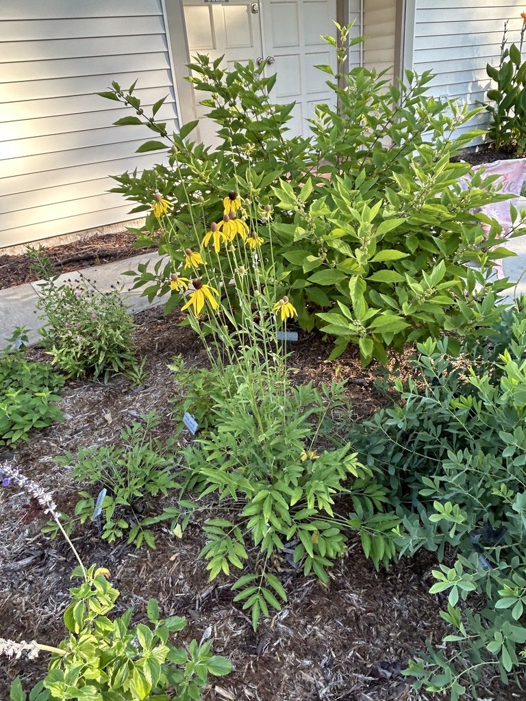 Plant with basal pinnate leaves & heads on tall stalks.