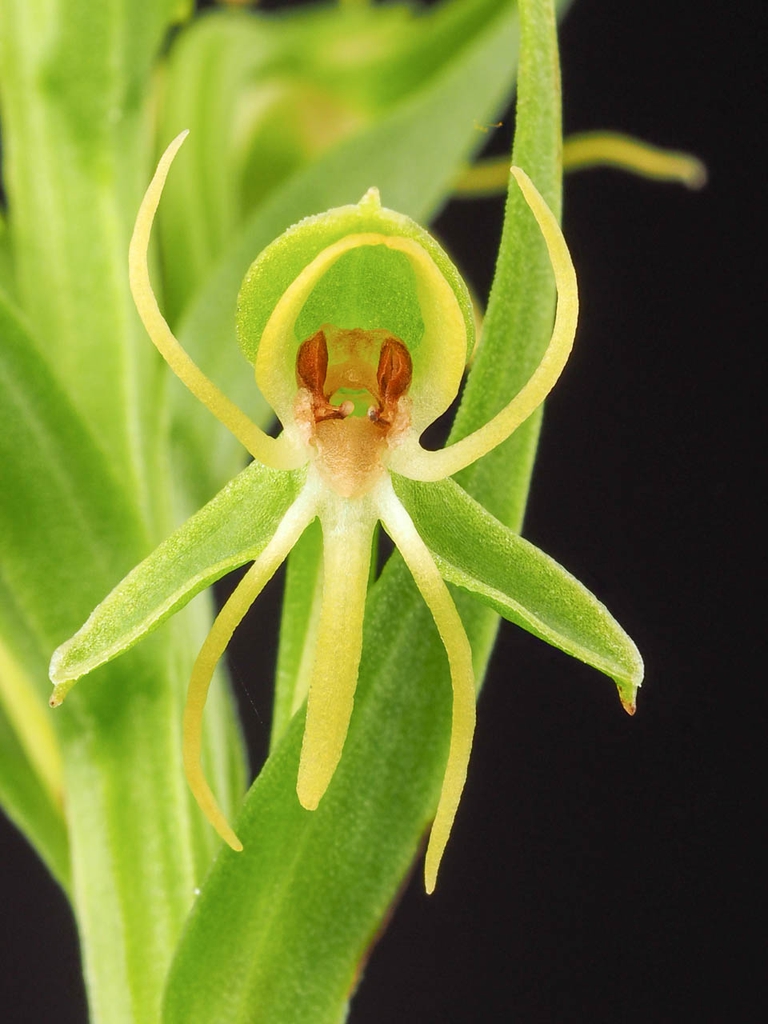 Close up of flower