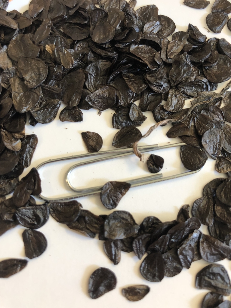 Seeds - Wake Co., NC