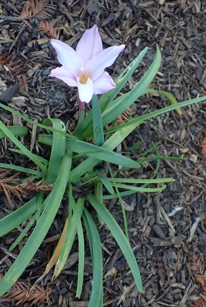 Flower and leaves