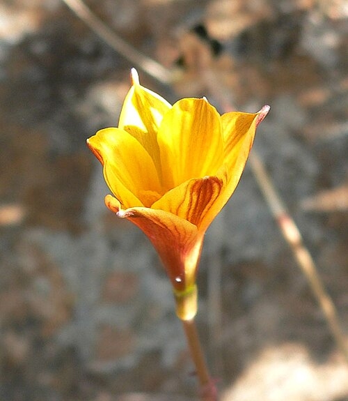 Yellow tubular flower