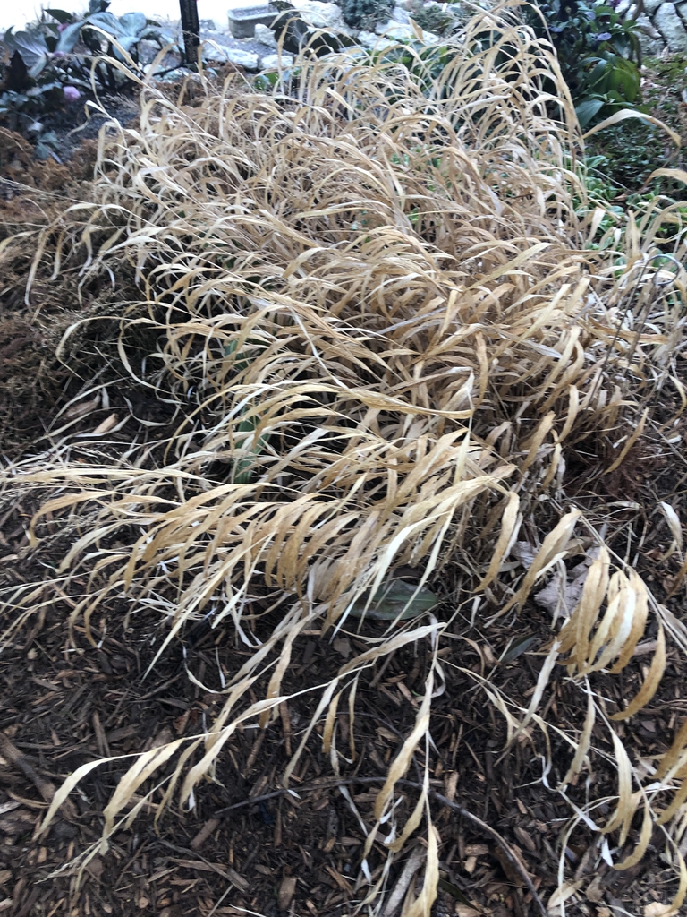 'Nicolas' Form - Feb. 23 - Wake Co., NC