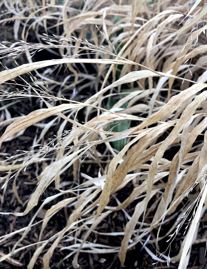 'Nicolas' Flowers - Feb. 23 - Wake Co., NC