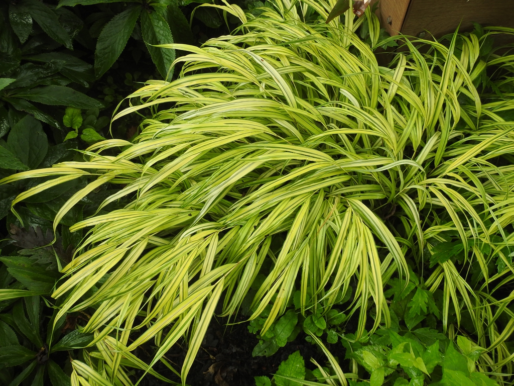 Hakonechloa 'Stripe It Rich' form