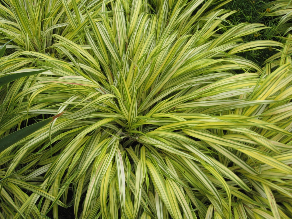 Hakonechloa macra 'Alboaurea' leaves