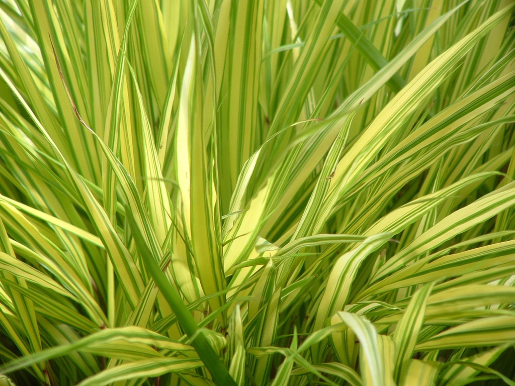 Hakonechloa macro 'Aureola' leavees