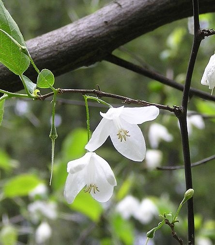 Halesia diptera