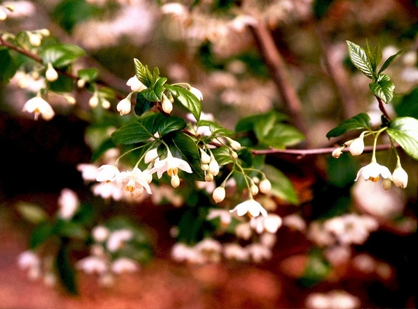 Halesia diptera