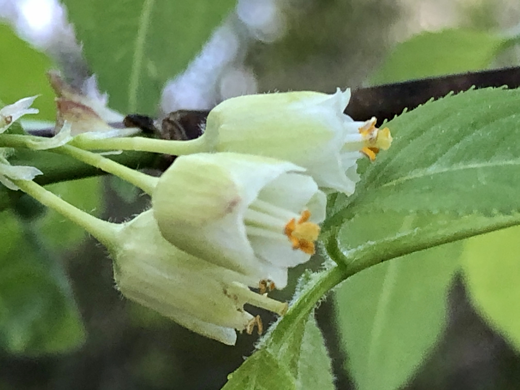 Halesia carolina
