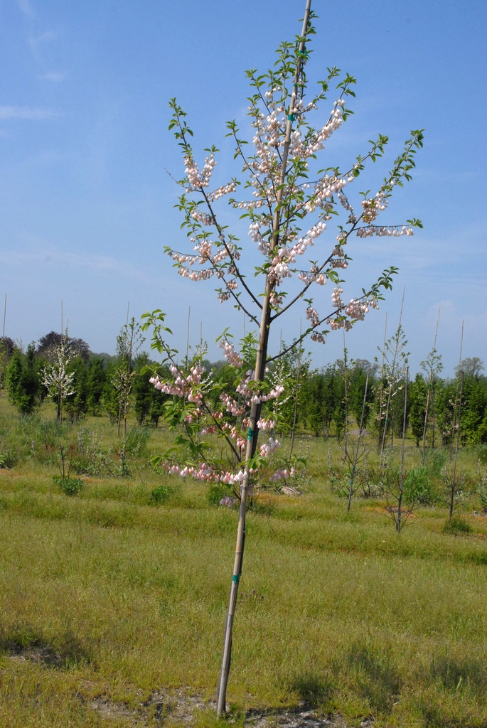 'Arnold Pink' Form