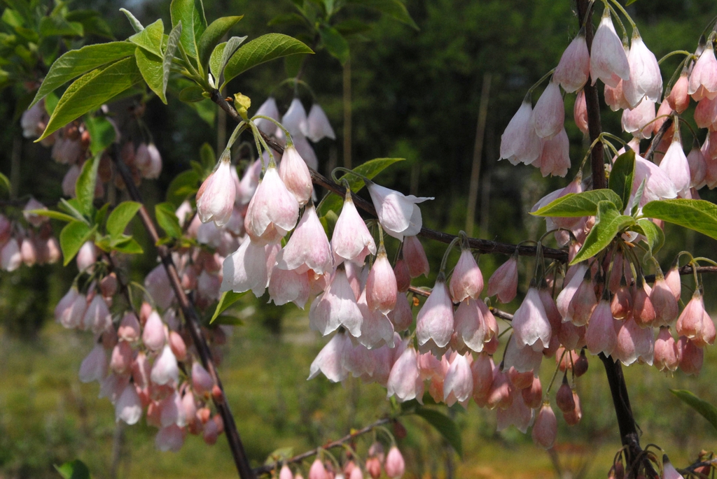 'Arnold Pink' Flower