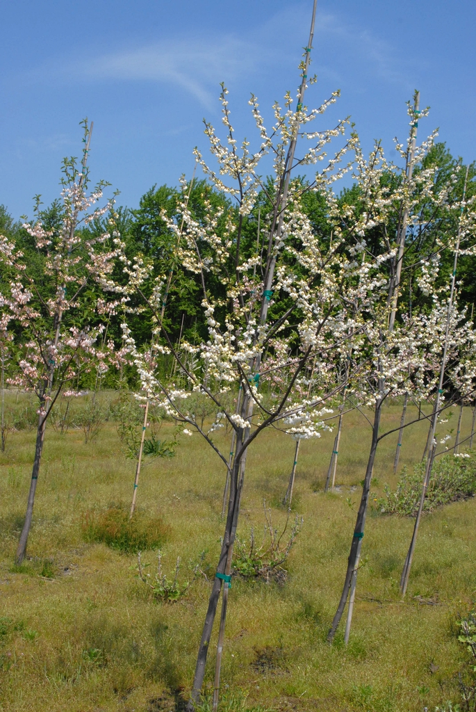 Form