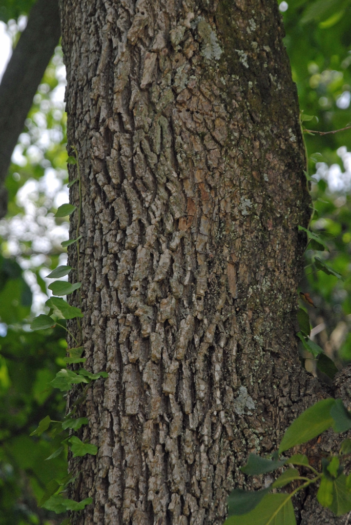 Halesia diptera