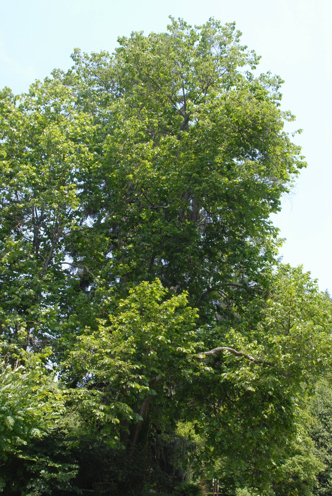 Halesia diptera