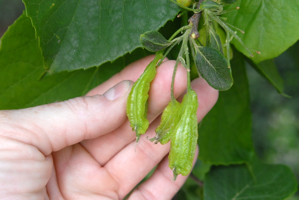 Halesia diptera
