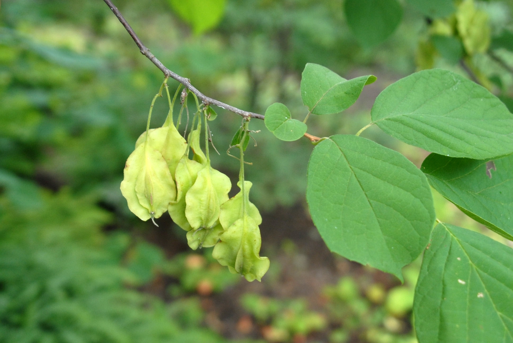 Halesia diptera Fruit and Leaves