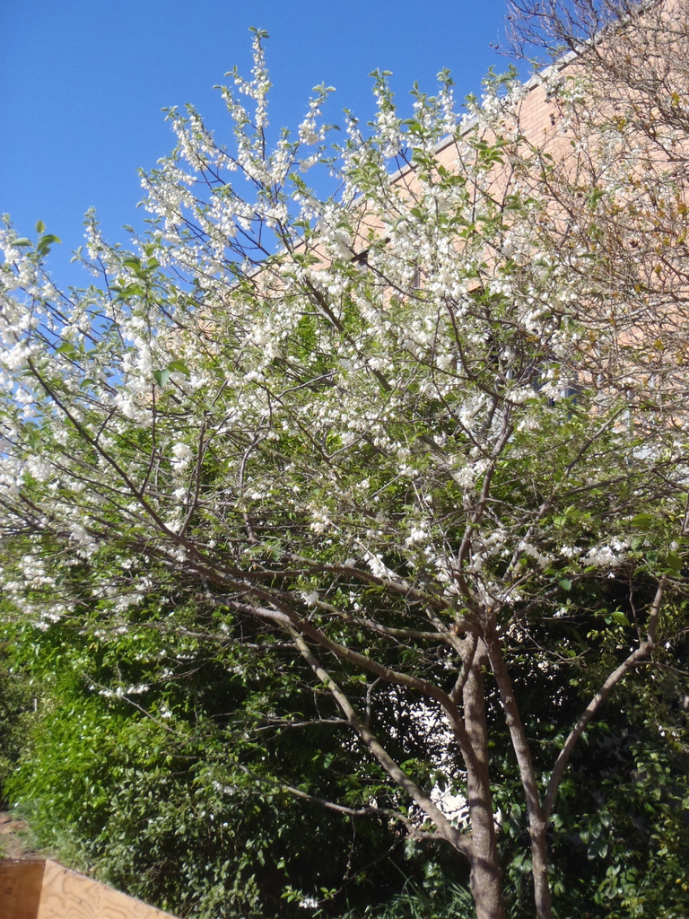 Halesia diptera